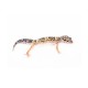 Leopard gekon
