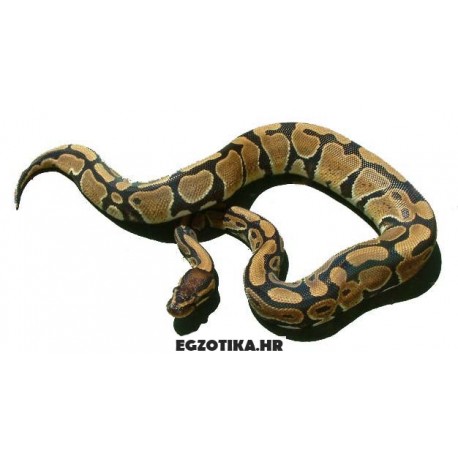 Kraljevski piton - Python regius (normal)