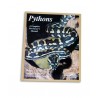 Pythons