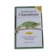 Essential care of Chameleons