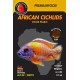 African Cichlids – Color Pearls