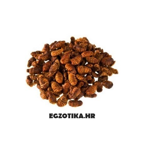 IZUMI Premium silkworms