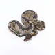 Kraljevski piton - Python regius (normal)