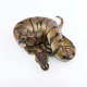 Kraljevski piton - Python regius (normal)