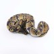Kraljevski piton - Python regius (normal)