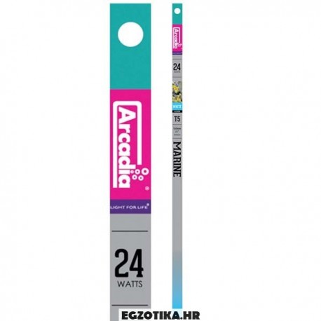 Arcadia T5 Marine White 14K