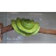 Morelia viridis