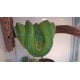 Morelia viridis