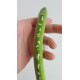 Morelia viridis