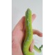 Morelia viridis