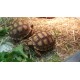 Afrička ostrugasta kornjača - Centrochelys sulcata
