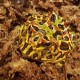 Pacman - Ceratophrys cranwelli