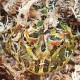 Pacman - Ceratophrys cranwelli