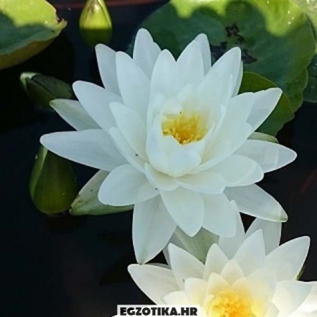 Perry’s Double White