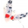 Japanski koi - Tancho Sanke