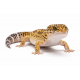 Leopard gekon
