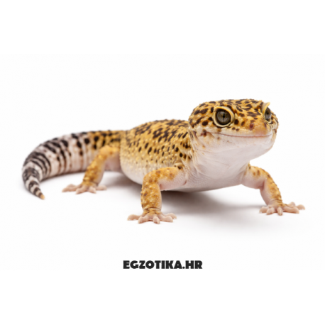 Leopard gekon