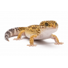 Leopard gekon