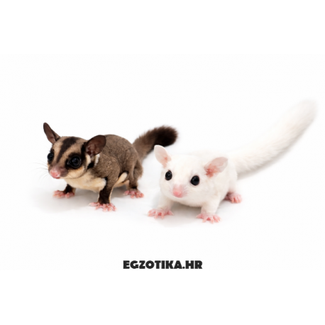 Zlatni penjaš Petaurus breviceps