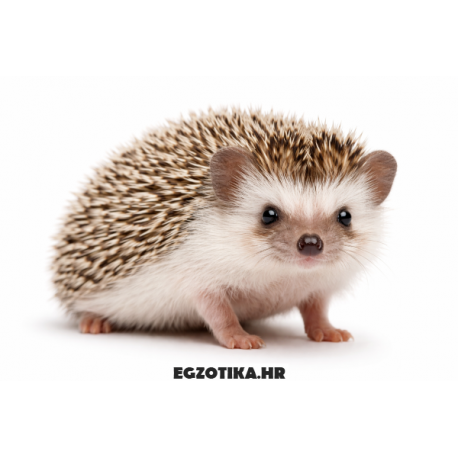 Afrički patuljasti jež