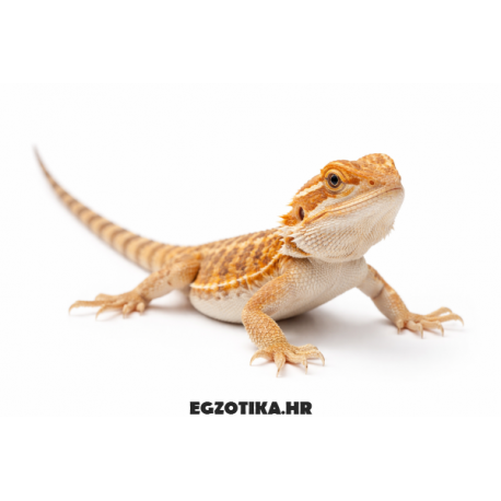 Bradata agama