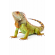 Zelena iguana - Iguana iguana