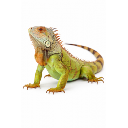 Zelena iguana - Iguana iguana