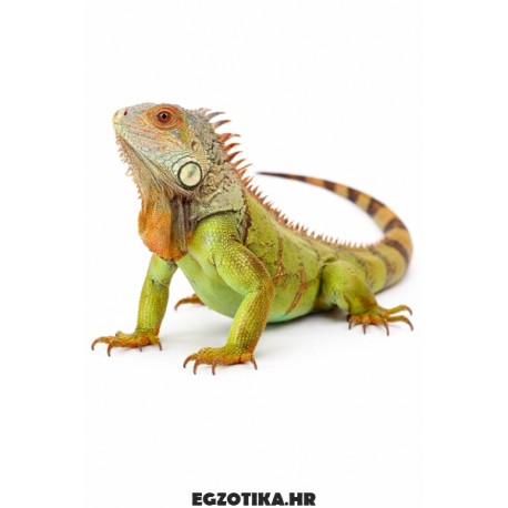 Zelena iguana - Iguana iguana