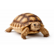 Afrička ostrugasta kornjača - Centrochelys sulcata