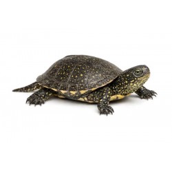 Barska kornjača Emys orbicularis orbicularis