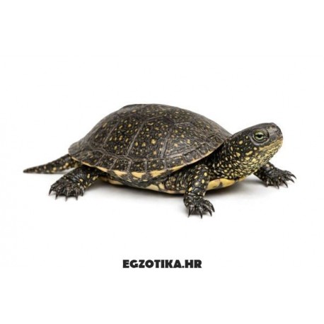 Barska kornjača Emys orbicularis orbicularis