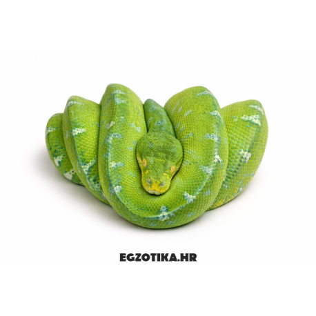 Morelia viridis