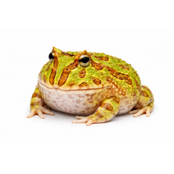 Pacman - Ceratophrys cranwelli