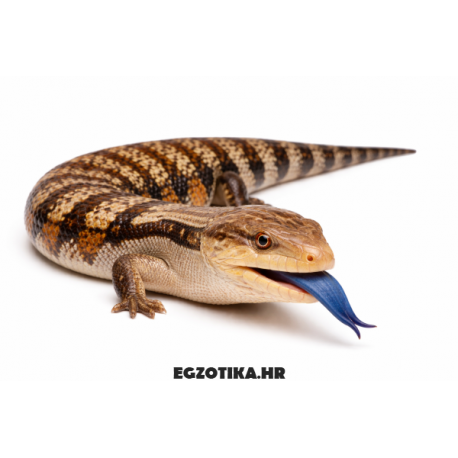 Plavojezični skink Tiliqua gigas