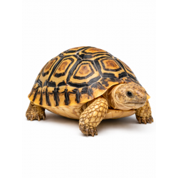 Leopard kornjača Stigmochelys pardalis