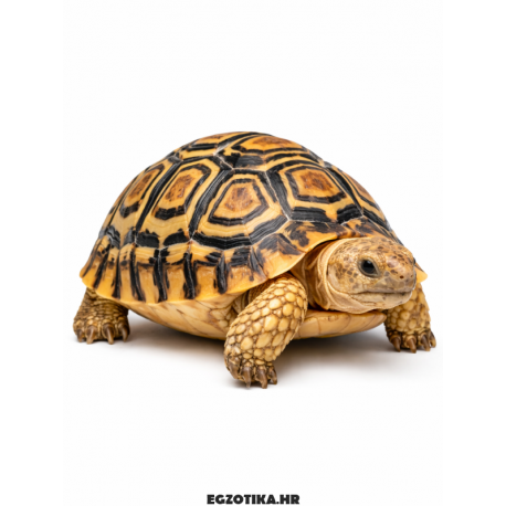 Leopard kornjača Stigmochelys pardalis