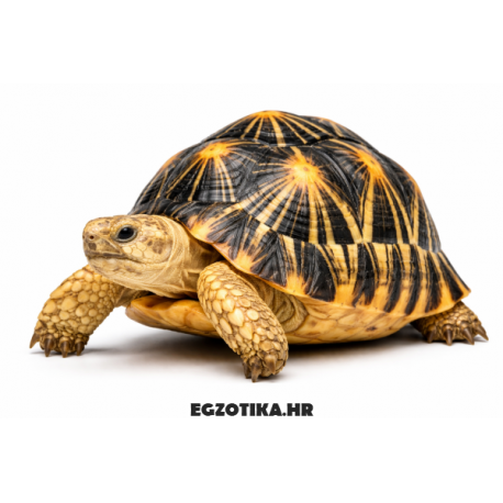 Zvjezdasta kornjača Astrochelys radiata