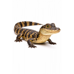 Kajman naočar Caiman crocodillus