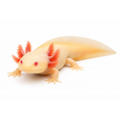 Axolotl Ambystoma mexicanun