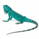 Plava iguana