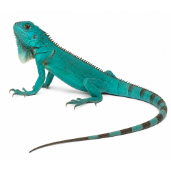 Plava iguana