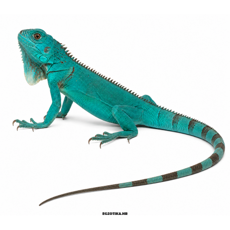 Plava iguana