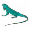 Plava iguana