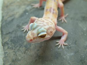 DSCF0904