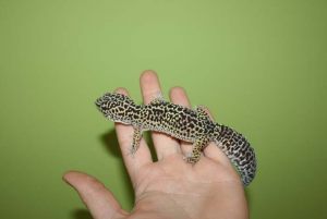 leox1