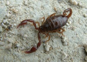 euscorpius