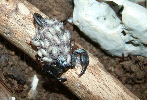 euscorpiusxmama