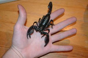 p.imperator