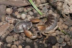 skorp1