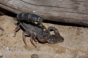 skorp22